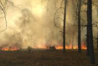 В Николаевской области вспыхнул лесной пожар - видео