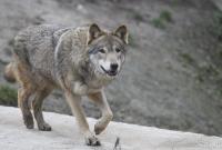 New York Times: на охваченном войной Донбассе осмелелые волки атакуют людей