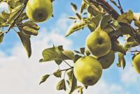 Яблочный спас 2018: когда празднуется, приметы, традиции и что святить