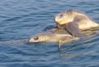 В Мексике расследуют смерть 300 редких морских черепах
