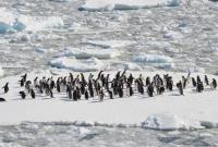 В Антарктике выпало рекордное за 200 лет количество снега