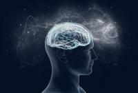 Исследование: Мозг производит нервные клетки даже в старости