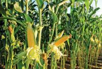 Аграрии начали сев кукурузы на зерно