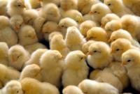 Около 1000 цыплят погибли при пожаре в Харьковской области