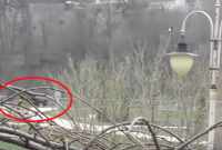 Советник Порошенко регулярно гоняет на своем внедорожнике через заповедный киевский парк, - СМИ