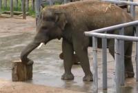 В столичном зоопарке показали, как животные радовались первому весеннему дождю (видео)