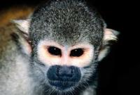 В николаевском зоопарке обнаружили обезьяну долгожителя