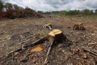 В Киеве задержали руководителя госпредприятия, который за взятку пообещал уменьшить компенсацию за вырубку леса