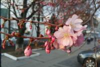 Цветение cакуры в Мукачево можно будет наблюдать онлайн