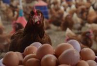 Производители мяса птицы и яиц стали абсолютными лидерами среди животноводов