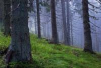 В лесу на Закарпатье заблудилась киевлянка