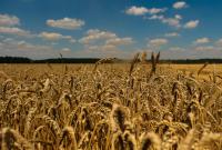 Удобная онлайн-площадка для продажи или покупки пшеницы второго класса оптом