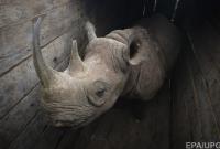 В Кении после перевозки в новый парк погибли восемь носорогов