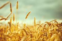 Аграрии намолотили 13 млн тонн зерна