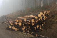 У Порошенко объяснили, что не так с законом о контрабанде леса