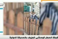 В Каире ослов покрасили и выдали за зебр