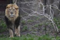 В Германии из зоопарка сбежали хищники: среди них львы и тигры