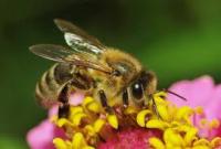 После обработки полей рапса препаратами на востоке Украины массово гибнут пчелы