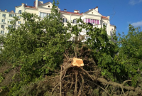 Оккупанты в Крыму вырубают краснокнижные деревья