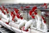 Украина существенно увеличила экспорт мяса птицы