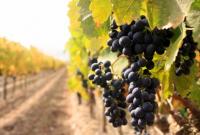 На горьком опыте: французы массово страхуют свои виноградники