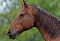 Несчастный случай: во Львовской области мужчина умер, предварительно, от ударов коня