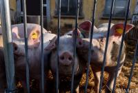 Украина нарастила импорт свинины почти в 5 раз