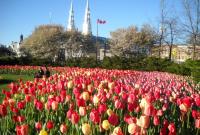 В столице Канады начался фестиваль тюльпанов