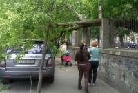 В Киеве дерево раздавило припаркованный на тротуаре внедорожник