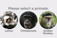 В Канаде создали нейросеть, которая распознает "лица" приматов