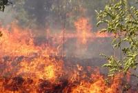 Лесной пожар в Херсонской области: с огнем борется авиация и спасатели из соседних областей
