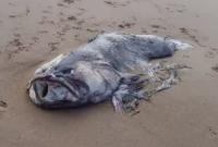 В Австралии на побережье выбросилась двухметровая рыба
