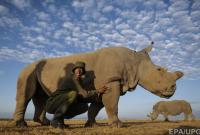 Доклад ООН: к 2100 году в Африке вымрет половина видов животных