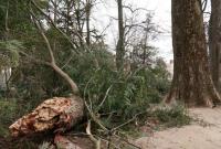 Буря в США сломала 227-летнее дерево, которое посадил Джордж Вашингтон