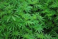В Греции начали выдавать первые лицензии на выращивание медицинской марихуаны