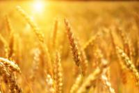 Урожай зерновых превысил исторический максимум