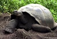 Из заповедника на Галапагосских островах украли более 100 гигантских черепах