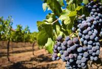 Грузинские виноделы похвастались рекордным урожаем винограда