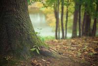 В Харьковской области на грибников упало дерево: погиб 23-летний парень
