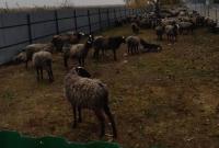 Госпотребслужба изменила правила выдачи ветеринарных документов после инцидента с овцами в Черноморском порту