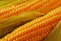 Урожай-2018: аграрии собрали первые 1,5 млн тонн кукурузы