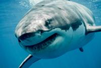 В США из-за нападения акулы погиб мужчина