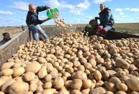 В Украине ожидается урожайность картофеля на неслыханном уровне
