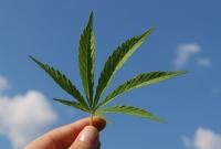 В Грузии пересмотрят инициативу правительства о культивации и экспорте марихуаны