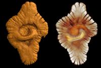 Археологи нашли останки животного, которому 558 млн лет