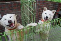 Лапопожатие. Ким Чен Ын подарил президенту Южной Кореи двух собак редкой охотничьей породы