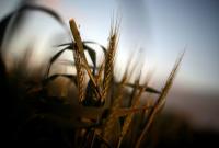 Украинские аграрии уже экспортировали 24 миллиона тонн зерновых