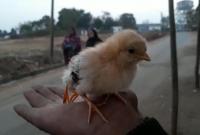 В Индии родился цыпленок-мутант с четырьмя лапами