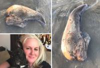 На австралийском пляже нашли загадочное чудовище без глаз