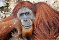 За16 лет на Земле уничтожено более 100 тысяч орангутангов